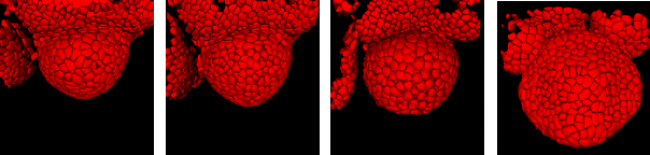 Computer-assisted reconstruction of a growing flower bud